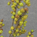 39.5&quot; BERRY TWIG SPRAY GREEN/RED