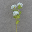 23.5&quot; MINI SNOWBALL HYDRANGEA STEM X3 BLUE