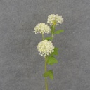 23.5&quot; MINI SNOWBALL HYDRANGEA STEM X3 CREAM