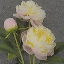 28.5" PEONY STEM X2 CREAM/YELLOW/PINK