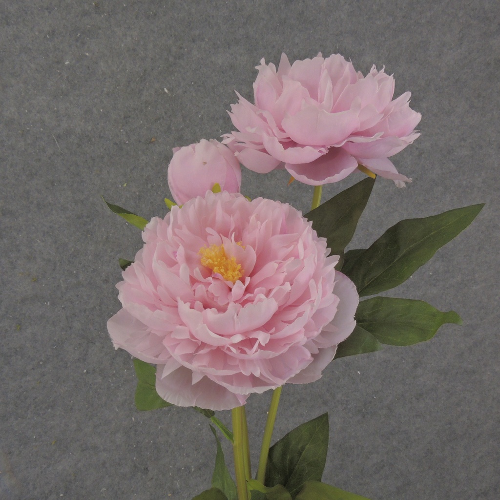 28.5" PEONY STEM X2 PINK