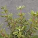 11" MYRTLE BUSH X12 WHITE (REAL TOUCH)
