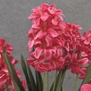 25" HYACINTH BUSH X7 PINK