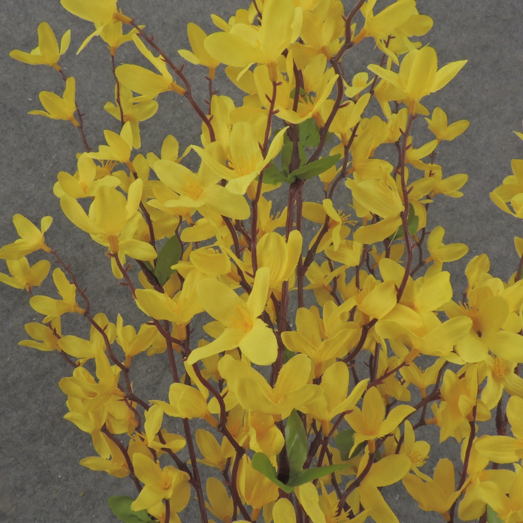 27" FORSYTHIA BUSH X5 YELLOW