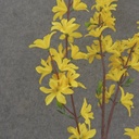 43" FORSYTHIA SPRAY X4 YELLOW