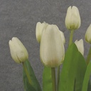 16" TULIP BUSH X9 CREAM