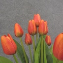 16" TULIP BUSH X9 ORANGE