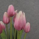 16" TULIP BUSH X9 PINK