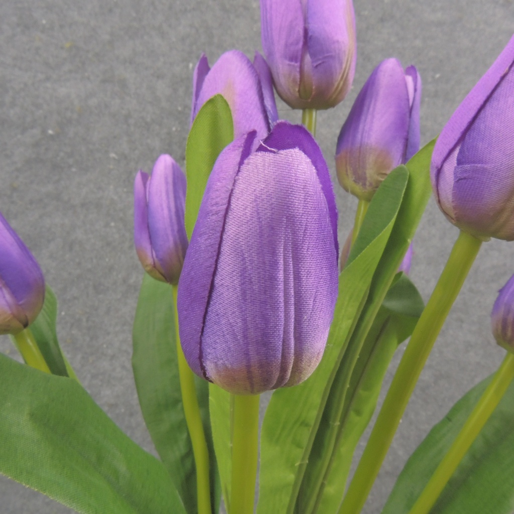 16" TULIP BUSH X9 PURPLE