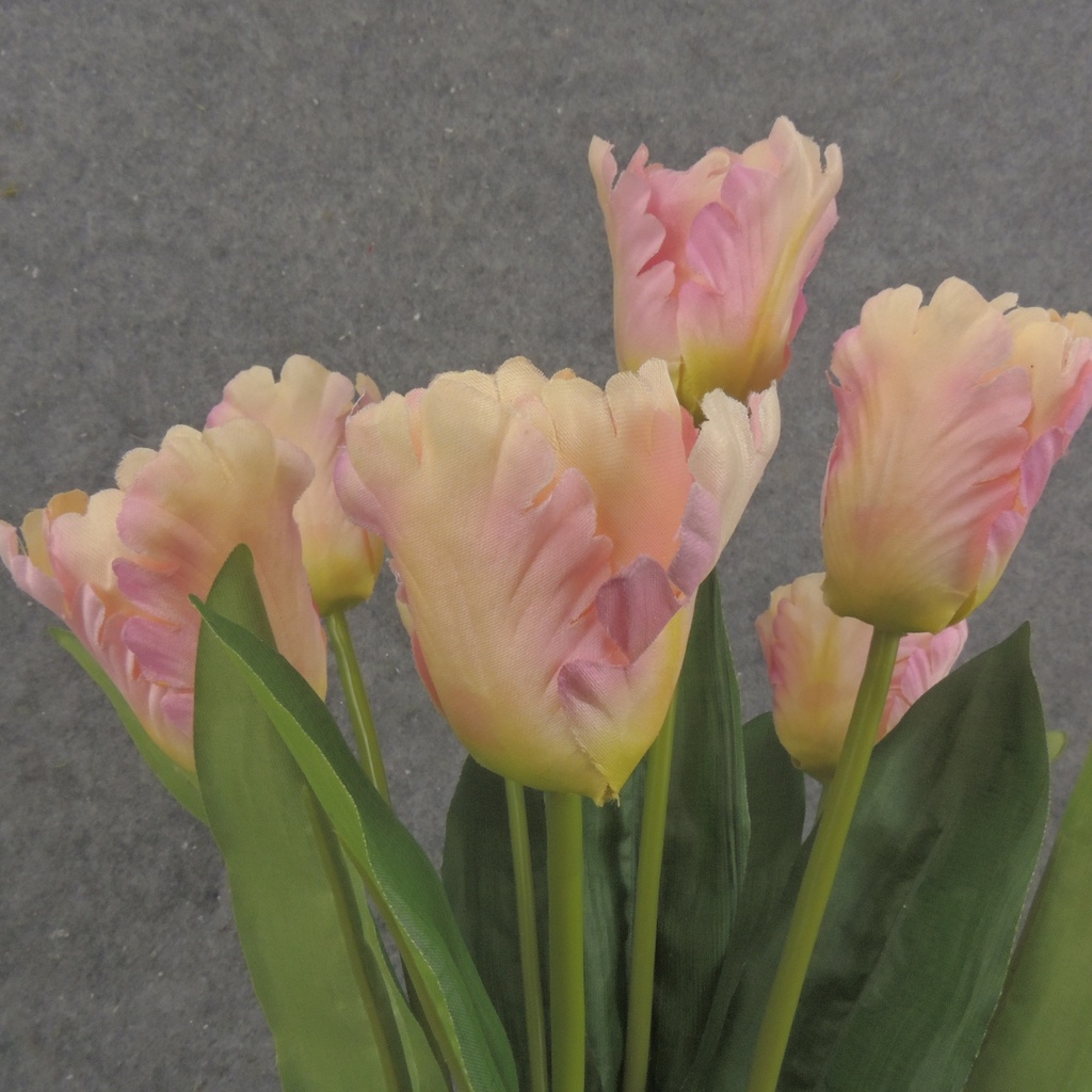 17" PARROT TULIP BUSH X9 CREAM/PINK