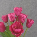 17" PARROT TULIP BUSH X9 FUCHSIA