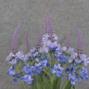 20" SPIKE FLOWER BUSH X7 BLUE/LAVENDER