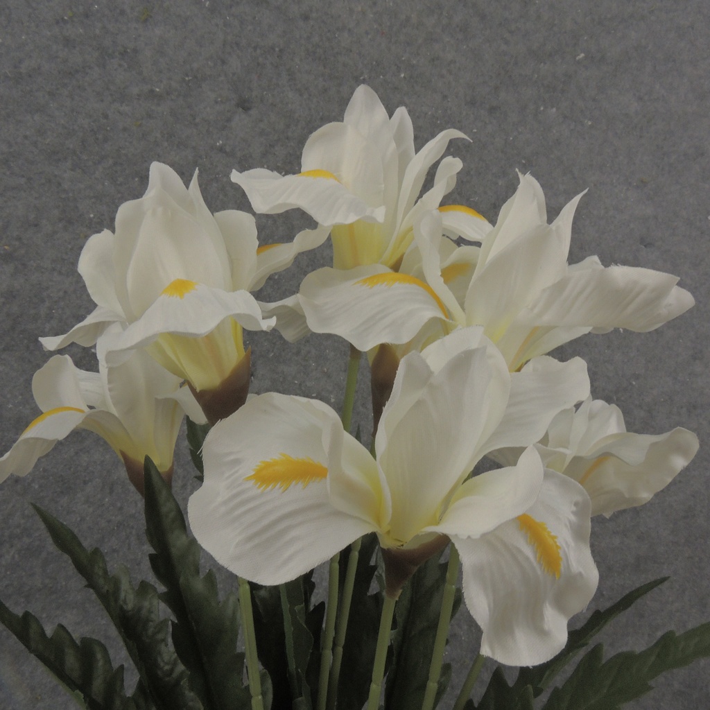 19&quot; IRIS BUSH X7 CREAM