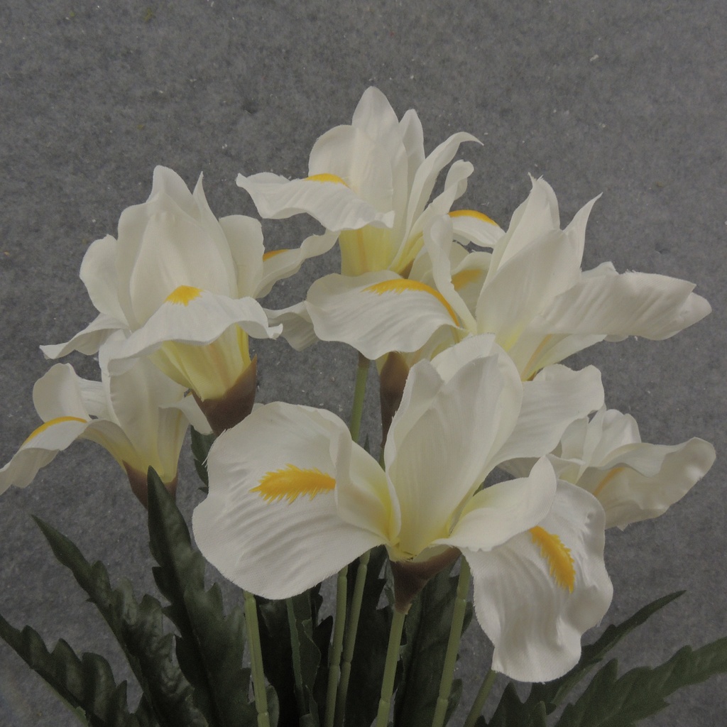 19" IRIS BUSH X7 CREAM