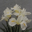 19" IRIS BUSH X7 CREAM