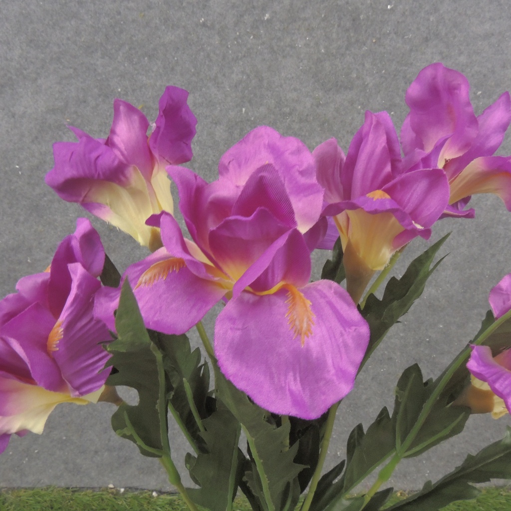 19" IRIS BUSH X7 FUCHSIA