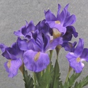 19&quot; IRIS BUSH X7 PURPLE
