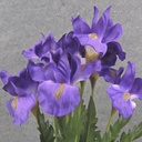 19" IRIS BUSH X7 PURPLE