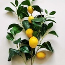 35&quot; LEMON &amp; LEAF SPRAY