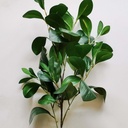 35&quot; FICUS LEAF SPRAY