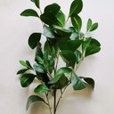 35" FICUS LEAF SPRAY