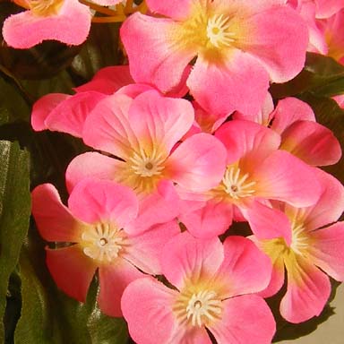 GERANIUM BUSH X9   PINK