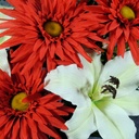 GERBERA/LILY/GLAD HALF BUSH X18  RED/CREAM