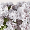 CARNATION X 3 LIGHT GRAY