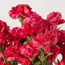 CARNATION X 3 SHOCKING PINK