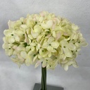 11" HYDRANGEA BUNDLE X6 CHAMPAGNE