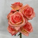 OPEN ROSE BUNDLE X6 CORAL