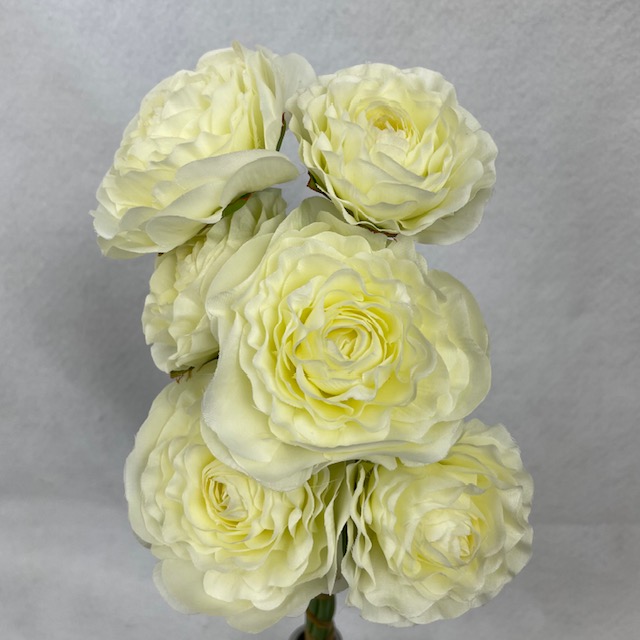 RANUNCULUS BUNDLE X6 CREAM