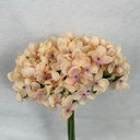 11" WAXFLOWER BUNDLE X6 PEACH