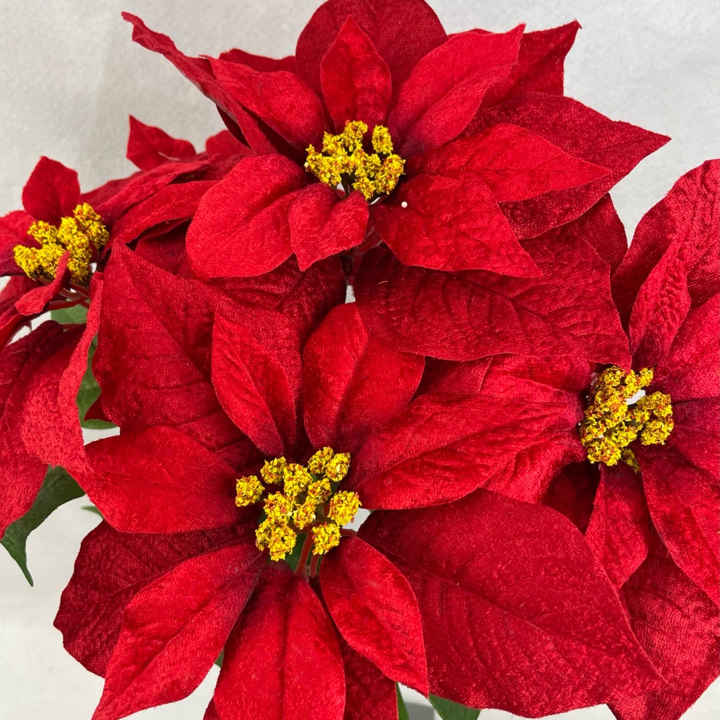 21" RED VELVET POINSETTIA BUSH X5 