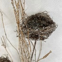36&quot; BIRD NEST SPRAY X3