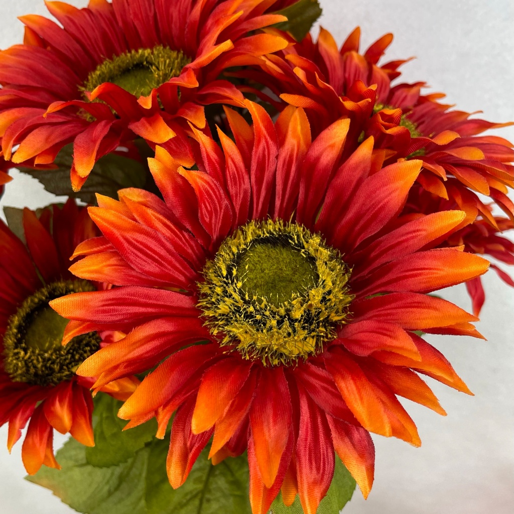 18&quot; SUNFLOWER BUSH X10 FLAME RED