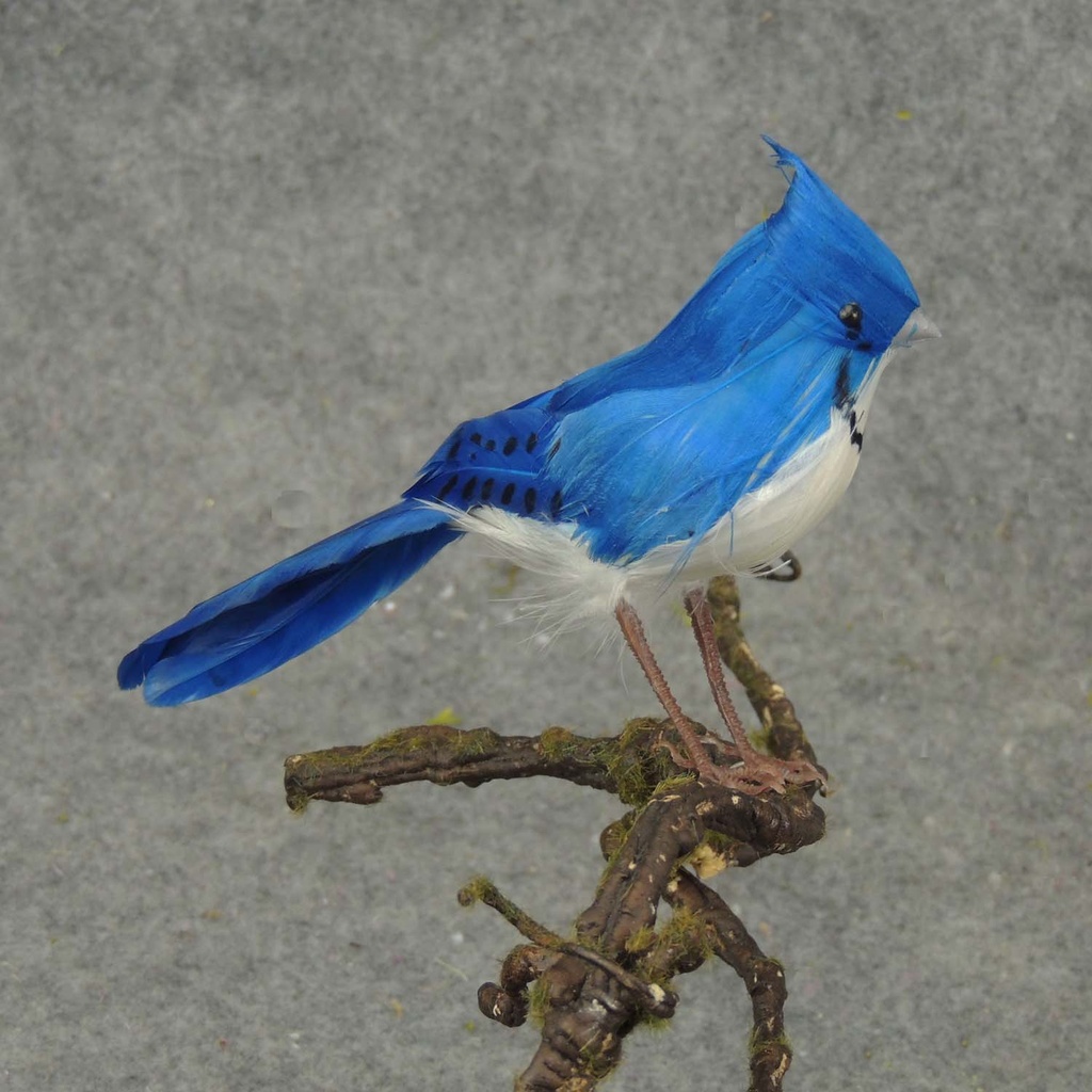 BLUE JAY 6" FEATHERED