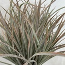 19" DUSTY GRASS BUSH DARK GREEN