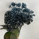 13" HYDRANGEA SEED BUNDLE X3 BLUE 