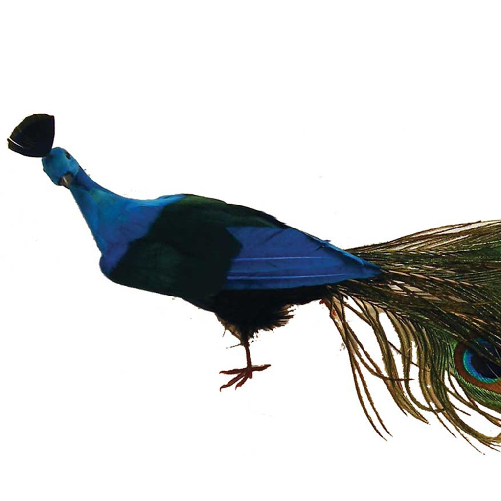 PEACOCK 22&quot; CLOSED TAIL FEA