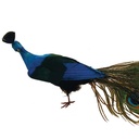 PEACOCK 22&quot; CLOSED TAIL FEA
