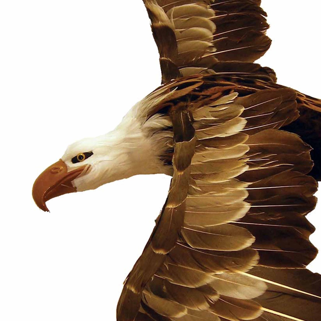 EAGLE 17"  NATURAL FLYING