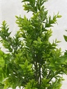 16" LEAF BUSH GREEN X4