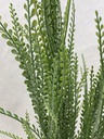 28&quot; BUTTON FERN BUSH X5 GREEN