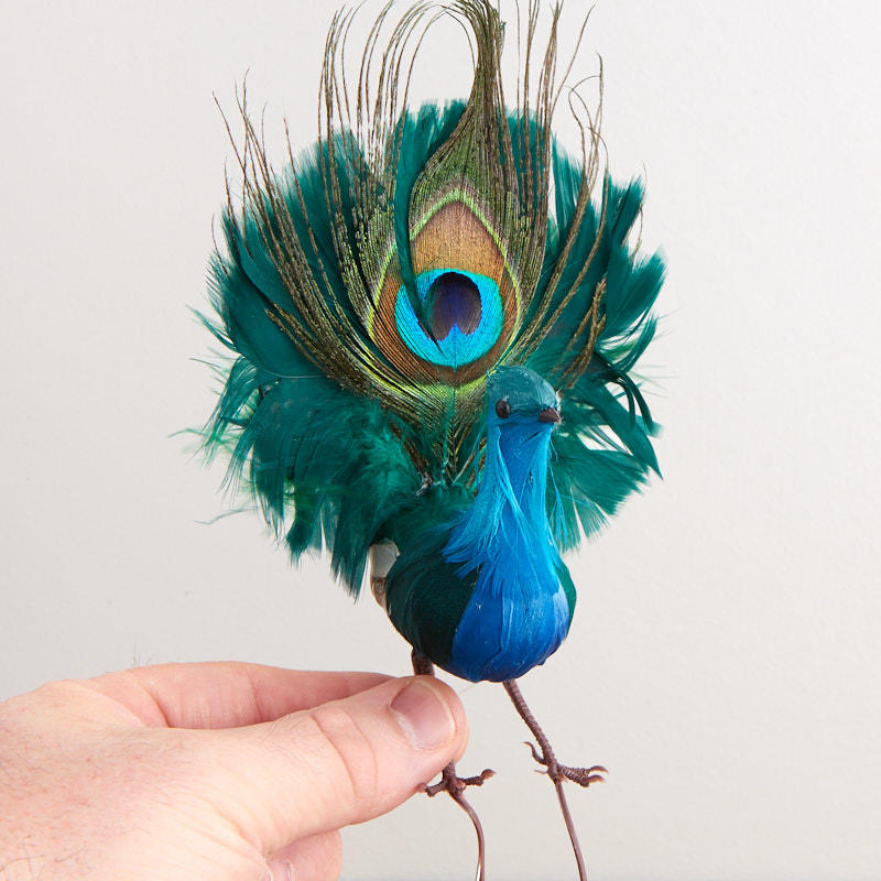 PEACOCK 5.5&quot; FEATHERED NATURAL