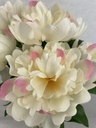 19" PEONY BUSH X8 CREAM/PINK