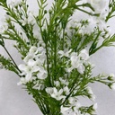 WAX FLOWER BUSH X9   18"  WHITE