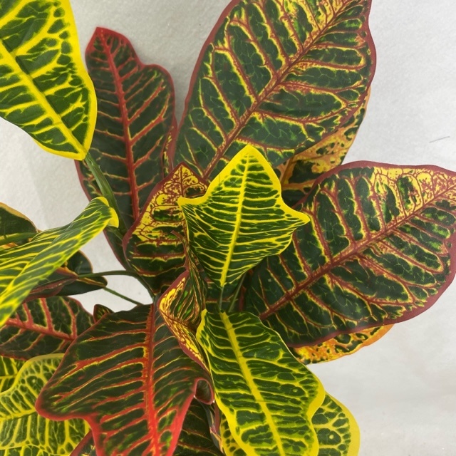 27" CROTON PLANT X3 W/28 LEAVES