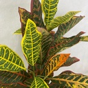 34" CROTON PLANT X3 W/ 40 LEAVES