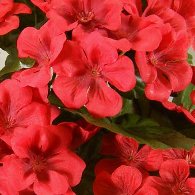 GERANIUM BUSH X9  RED